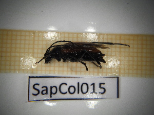  ( - SapCol015)  @11 [ ] CreativeCommons Attribution (2025) Dept Invertebrate Zoology and Hydrobiology, University of Lodz University of Lodz