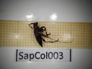  ( - SapCol003)  @11 [ ] CreativeCommons Attribution (2025) Dept Invertebrate Zoology and Hydrobiology, University of Lodz University of Lodz