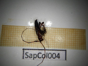  ( - SapCol004)  @11 [ ] CreativeCommons Attribution (2025) Dept Invertebrate Zoology and Hydrobiology, University of Lodz University of Lodz