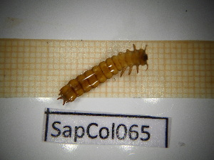  ( - SapCol065)  @11 [ ] CreativeCommons Attribution (2025) Dept Invertebrate Zoology and Hydrobiology, University of Lodz University of Lodz