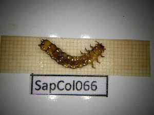  ( - SapCol066)  @11 [ ] CreativeCommons Attribution (2025) Dept Invertebrate Zoology and Hydrobiology, University of Lodz University of Lodz
