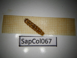  ( - SapCol067)  @11 [ ] CreativeCommons Attribution (2025) Dept Invertebrate Zoology and Hydrobiology, University of Lodz University of Lodz