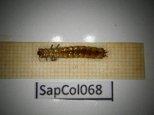  ( - SapCol068)  @11 [ ] CreativeCommons Attribution (2025) Dept Invertebrate Zoology and Hydrobiology, University of Lodz University of Lodz