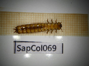  ( - SapCol069)  @11 [ ] CreativeCommons Attribution (2025) Dept Invertebrate Zoology and Hydrobiology, University of Lodz University of Lodz