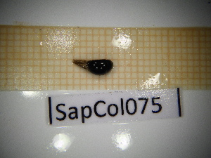  ( - SapCol075)  @11 [ ] CreativeCommons Attribution (2025) Dept Invertebrate Zoology and Hydrobiology, University of Lodz University of Lodz