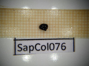  ( - SapCol076)  @11 [ ] CreativeCommons Attribution (2025) Dept Invertebrate Zoology and Hydrobiology, University of Lodz University of Lodz