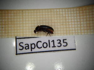  ( - SapCol135)  @11 [ ] CreativeCommons Attribution (2025) Dept Invertebrate Zoology and Hydrobiology, University of Lodz University of Lodz
