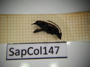  ( - SapCol147)  @11 [ ] CreativeCommons Attribution (2025) Dept Invertebrate Zoology and Hydrobiology, University of Lodz University of Lodz