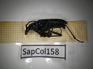  ( - SapCol158)  @11 [ ] CreativeCommons Attribution (2025) Dept Invertebrate Zoology and Hydrobiology, University of Lodz University of Lodz