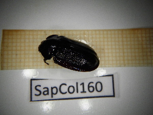  ( - SapCol160)  @11 [ ] CreativeCommons Attribution (2025) Dept Invertebrate Zoology and Hydrobiology, University of Lodz University of Lodz