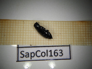  ( - SapCol163)  @11 [ ] CreativeCommons Attribution (2025) Dept Invertebrate Zoology and Hydrobiology, University of Lodz University of Lodz