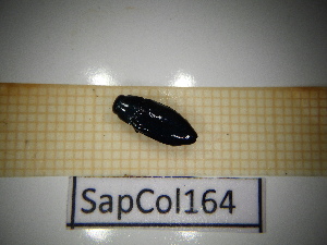  ( - SapCol164)  @11 [ ] CreativeCommons Attribution (2025) Dept Invertebrate Zoology and Hydrobiology, University of Lodz University of Lodz