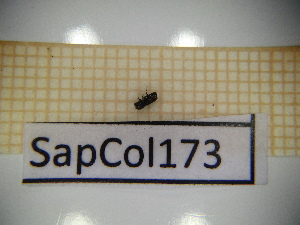 ( - SapCol173)  @11 [ ] CreativeCommons Attribution (2025) Dept Invertebrate Zoology and Hydrobiology, University of Lodz University of Lodz