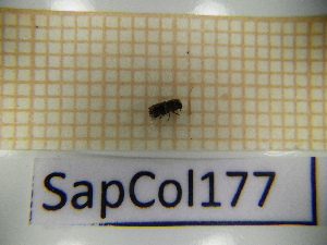  ( - SapCol177)  @11 [ ] CreativeCommons Attribution (2025) Dept Invertebrate Zoology and Hydrobiology, University of Lodz University of Lodz