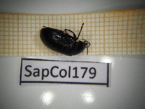  ( - SapCol179)  @11 [ ] CreativeCommons Attribution (2025) Dept Invertebrate Zoology and Hydrobiology, University of Lodz University of Lodz