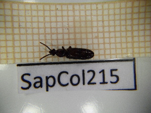  ( - SapCol215)  @11 [ ] CreativeCommons Attribution (2025) Dept Invertebrate Zoology and Hydrobiology, University of Lodz University of Lodz