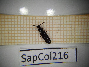  ( - SapCol216)  @11 [ ] CreativeCommons Attribution (2025) Dept Invertebrate Zoology and Hydrobiology, University of Lodz University of Lodz