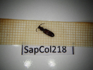  ( - SapCol218)  @11 [ ] CreativeCommons Attribution (2025) Dept Invertebrate Zoology and Hydrobiology, University of Lodz University of Lodz