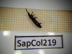  ( - SapCol219)  @11 [ ] CreativeCommons Attribution (2025) Dept Invertebrate Zoology and Hydrobiology, University of Lodz University of Lodz