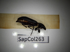  ( - SapCol263)  @11 [ ] CreativeCommons Attribution (2025) Dept Invertebrate Zoology and Hydrobiology, University of Lodz University of Lodz