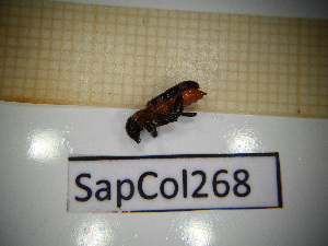  (Thanasinus formnicarius - SapCol268)  @11 [ ] CreativeCommons Attribution (2025) Dept Invertebrate Zoology and Hydrobiology, University of Lodz University of Lodz