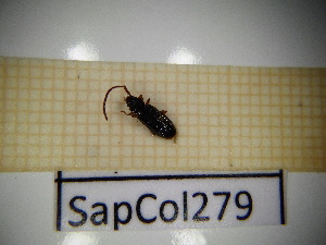  ( - SapCol279)  @11 [ ] CreativeCommons Attribution (2025) Dept Invertebrate Zoology and Hydrobiology, University of Lodz University of Lodz