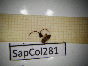  ( - SapCol281)  @11 [ ] CreativeCommons Attribution (2025) Dept Invertebrate Zoology and Hydrobiology, University of Lodz University of Lodz