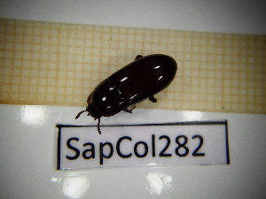  ( - SapCol282)  @11 [ ] CreativeCommons Attribution (2025) Dept Invertebrate Zoology and Hydrobiology, University of Lodz University of Lodz