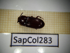  ( - SapCol283)  @11 [ ] CreativeCommons Attribution (2025) Dept Invertebrate Zoology and Hydrobiology, University of Lodz University of Lodz