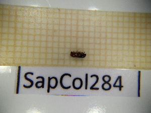  ( - SapCol284)  @11 [ ] CreativeCommons Attribution (2025) Dept Invertebrate Zoology and Hydrobiology, University of Lodz University of Lodz