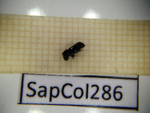  ( - SapCol286)  @11 [ ] CreativeCommons Attribution (2025) Dept Invertebrate Zoology and Hydrobiology, University of Lodz University of Lodz