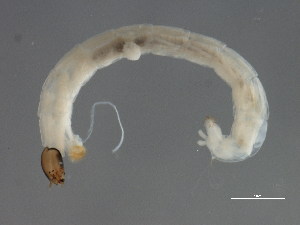  ( - 10PROBE-20334)  @12 [ ] CreativeCommons - Attribution (2010) CBG Photography Group Centre for Biodiversity Genomics