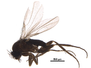  ( - LACM_BOLD_069)  @11 [ ] CreativeCommons - Attribution (2017) CBG Photography Group Centre for Biodiversity Genomics