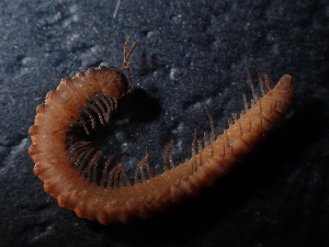  (Attemsia coniuncta - BGE_00520_F12)  @11 [ ] Copyright (c) (2024) Unspecified Croatian Biospeleological Society