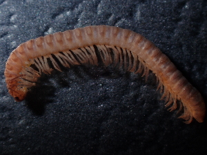  ( - BGE_00520_G01)  @11 [ ] Copyright (c) (2024) Unspecified Croatian Biospeleological Society