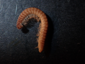  ( - BGE_00514_G11)  @11 [ ] Copyright (c) (2024) Unspecified Croatian Biospeleological Society