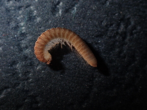  (Attemsia likana - BGE_00520_F10)  @11 [ ] Copyright (c) (2024) Unspecified Croatian Biospeleological Society