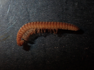  ( - BGE_00514_G10)  @11 [ ] Copyright (c) (2024) Unspecified Croatian Biospeleological Society