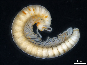  (Serbosoma beljanicae - BGE_00514_A09)  @11 [ ] Copyright (c) (2025) Unspecified University of Belgrade - Faculty of Biology