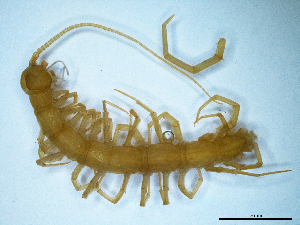  (Lithobius remyi - BGE_00514_C11)  @11 [ ] Copyright (c) (2025) Unspecified University of Belgrade - Faculty of Biology