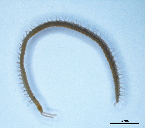  (Stenotaenia rhodopensis - BGE_00514_E05)  @11 [ ] Copyright (c) (2025) Unspecified University of Belgrade - Faculty of Biology