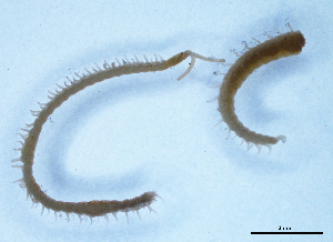  ( - BGE_00514_E06)  @11 [ ] Copyright (c) (2025) Unspecified University of Belgrade - Faculty of Biology