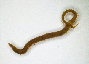  ( - BGE_00514_E07)  @11 [ ] Copyright (c) (2025) Unspecified University of Belgrade - Faculty of Biology