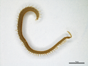  ( - BGE_00514_E08)  @11 [ ] Copyright (c) (2025) Unspecified University of Belgrade - Faculty of Biology