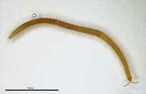  ( - BGE_00514_E09)  @11 [ ] Copyright (c) (2025) Unspecified University of Belgrade - Faculty of Biology