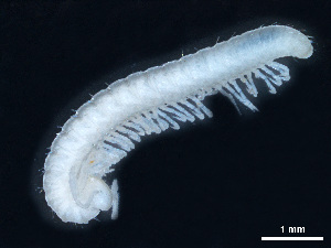  (Serbosoma kucajense - BGE_00515_A09)  @11 [ ] Copyright (c) (2025) Unspecified University of Belgrade - Faculty of Biology
