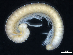  (Serbosoma crucis - BGE_00515_A11)  @11 [ ] Copyright (c) (2025) Unspecified University of Belgrade - Faculty of Biology
