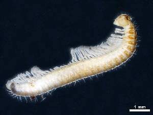  (Haasea hungarica - BGE_00515_B03)  @11 [ ] Copyright (c) (2025) Unspecified University of Belgrade - Faculty of Biology