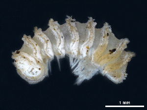  (Trachysphaera cristangula - BGE_00515_B11)  @11 [ ] Copyright (c) (2025) Unspecified University of Belgrade - Faculty of Biology