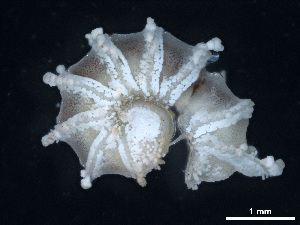  (Trachysphaera orghidani - BGE_00515_C02)  @11 [ ] Copyright (c) (2025) Unspecified University of Belgrade - Faculty of Biology